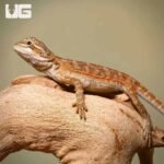 Baby Toasted Chestnut Bearded Dragon - Image 3