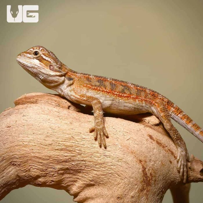 Baby Toasted Chestnut Bearded Dragon - Image 3