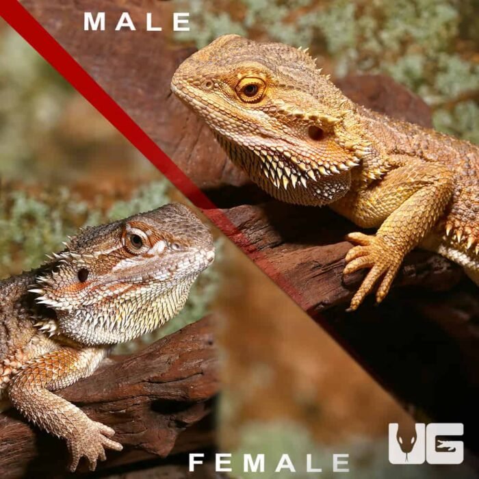 Pair of Bearded Dragon - Image 1