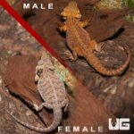 Pair of Bearded Dragon - Image 2