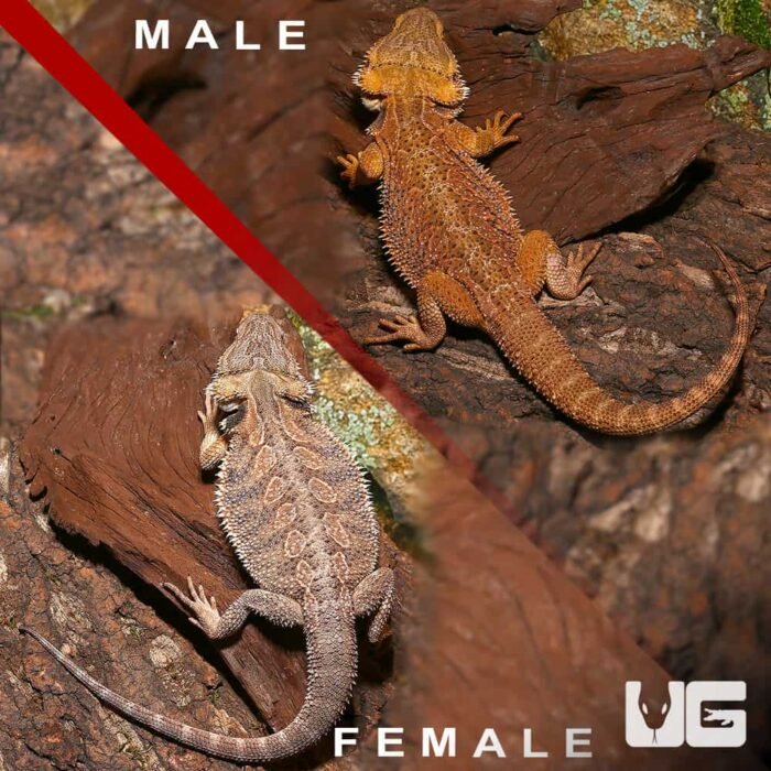 Pair of Bearded Dragon - Image 2