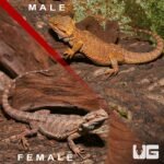 Pair of Bearded Dragon - Image 3