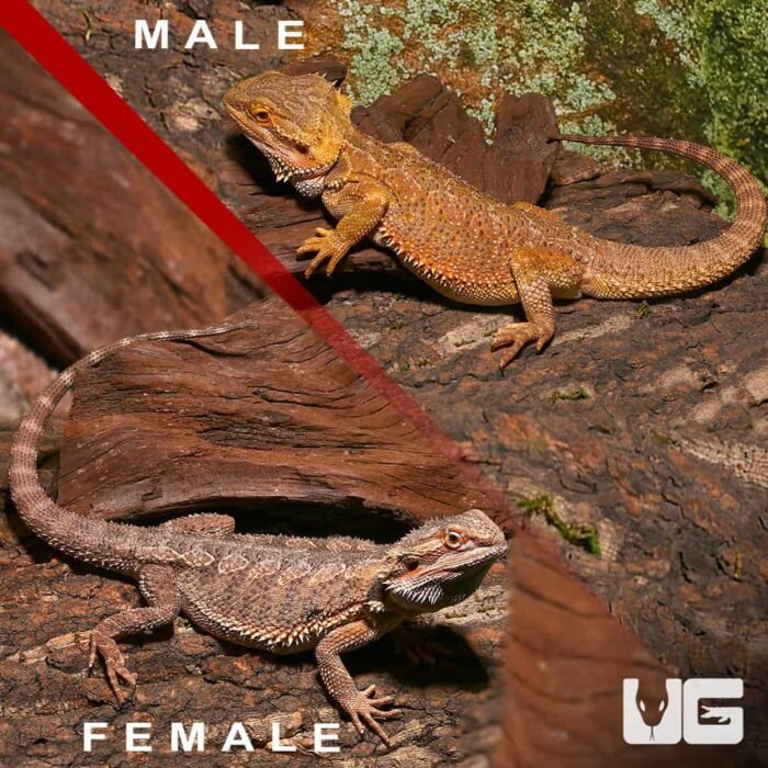 Pair of Bearded Dragon - Image 3
