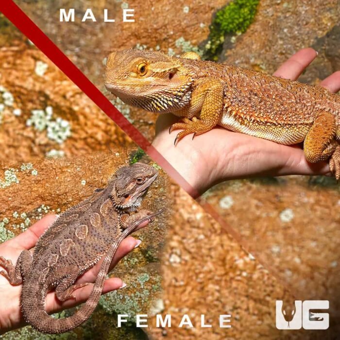 Pair of Bearded Dragon - Image 4