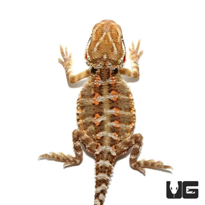 Rankin’s Dragon - Image 1
