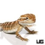 Rankin’s Dragon - Image 2
