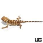 Rankin’s Dragon - Image 3