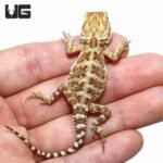 Rankin’s Dragon - Image 4