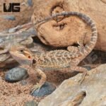 Baby Translucent Bearded Dragon (4 – 5”) - Image 3
