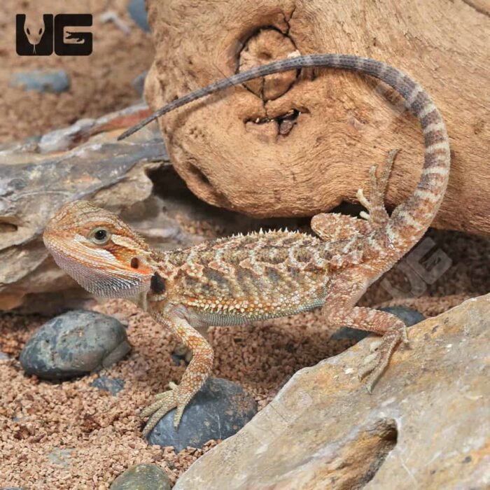 Baby Translucent Bearded Dragon (4 – 5”) - Image 3