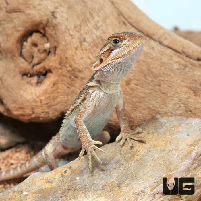 Baby Translucent Bearded Dragon (4 – 5”) - Image 2