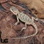 Baby Translucent Bearded Dragon (4 – 5”) - Image 4