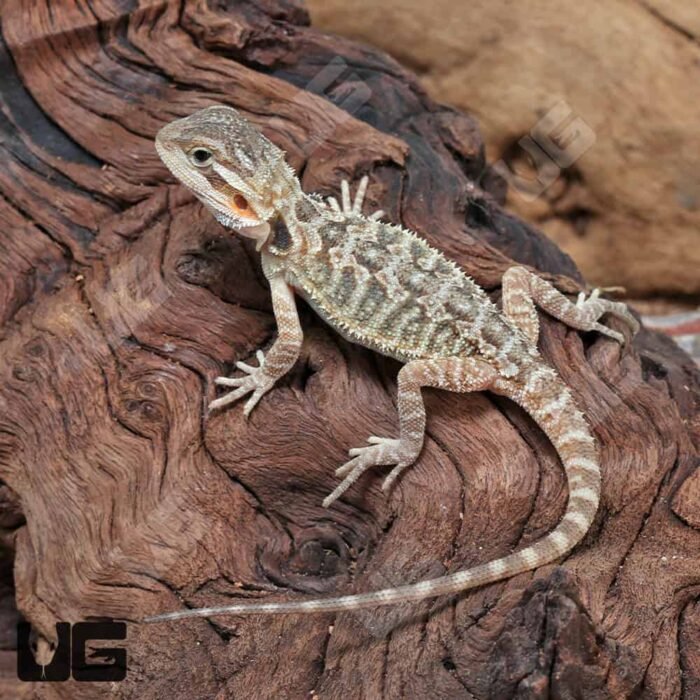 Baby Translucent Bearded Dragon (4 – 5”) - Image 4