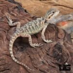 Baby Translucent Bearded Dragon (4 – 5”)