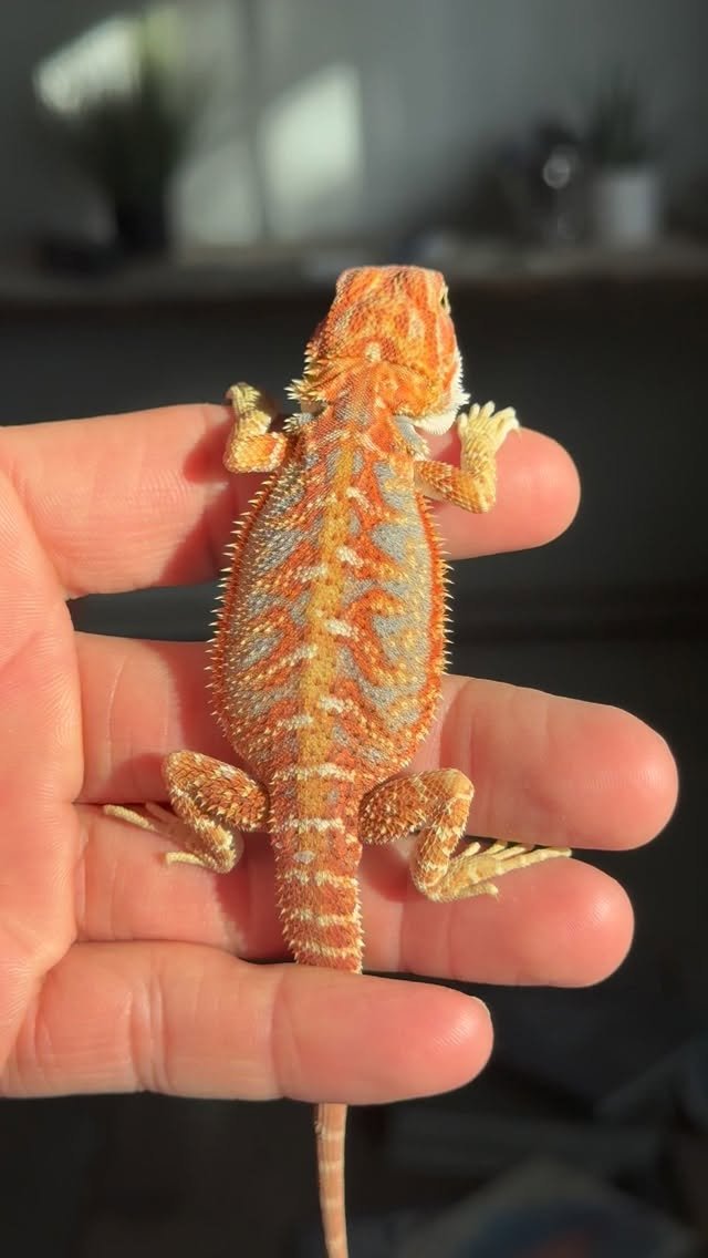 587981707 1348600046752095 8946051560772684815 n