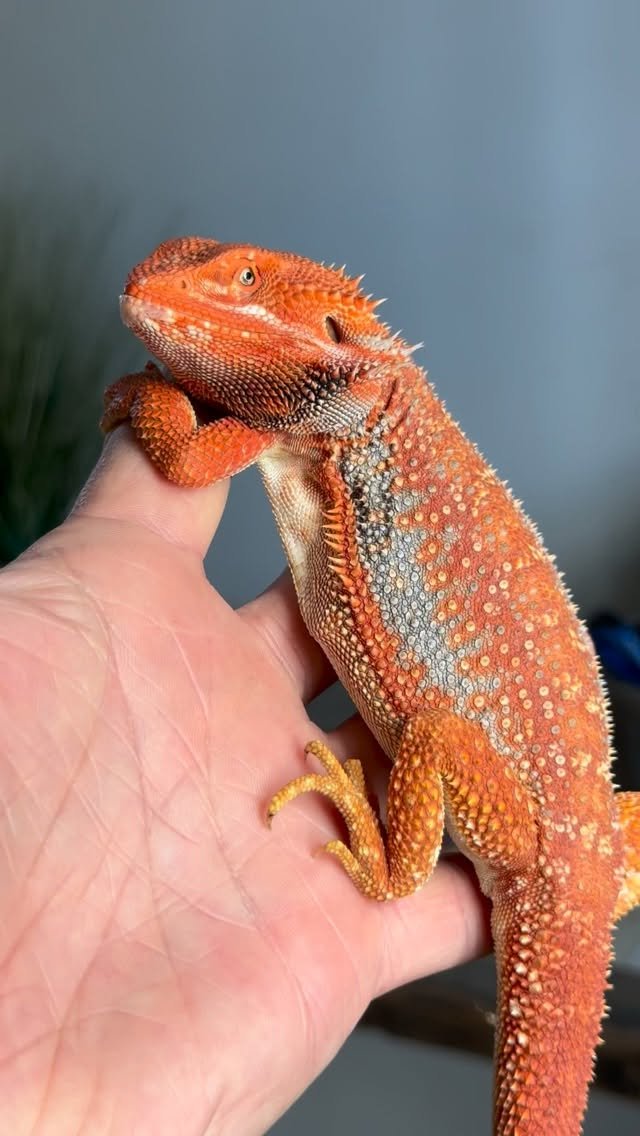 606152531 889980276745088 5900804302469340671 n