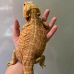 Citrus Leatherback Bearded Dragon "Breeder" (Stock BDB8)
