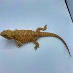 Citrus Leatherback Bearded Dragon "Breeder" (Stock BDB8) - Image 2