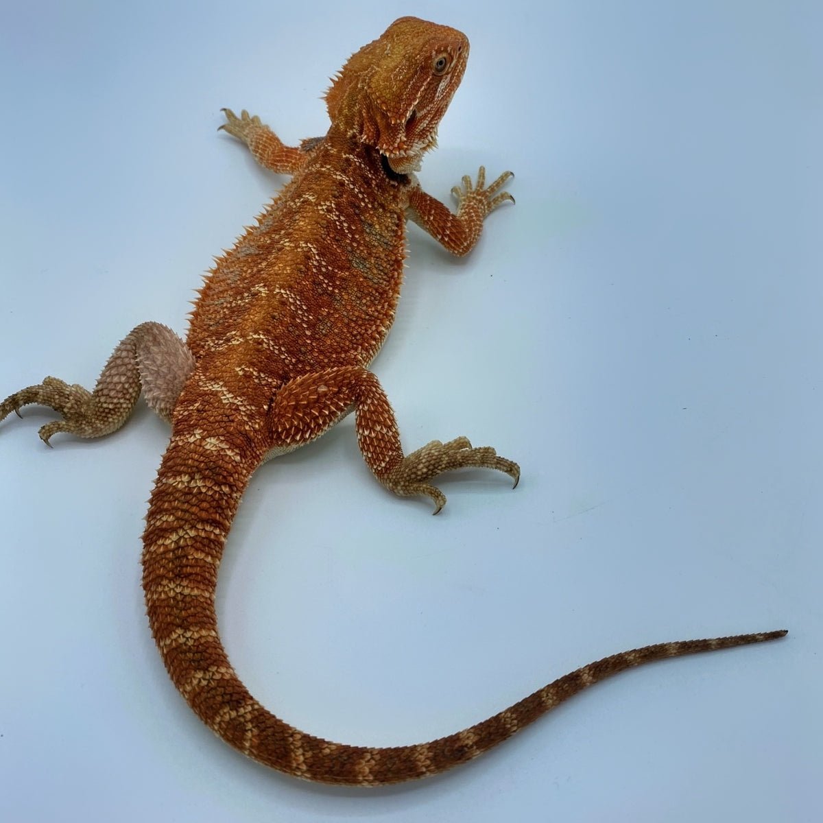BDF1Dragon.jpg Super Red Bearded Dragons - Image 1