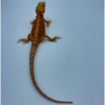 Super Tang Translucent Bearded Dragon - Image 2