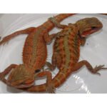 Red Bearded Dragons - Image 2