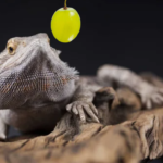 Can bearded dragons eat grapes