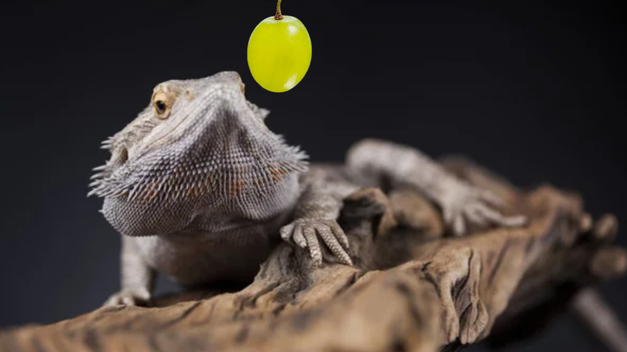 Can bearded dragons eat grapes