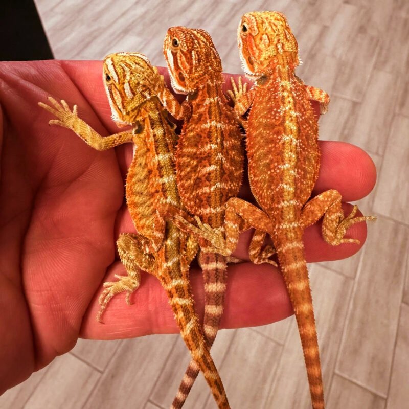 HIGHREDBeardedDragonsSale