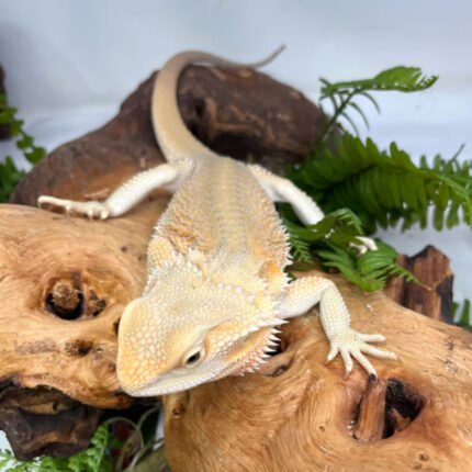 Hypo Bold Citrus Bearded Dragons