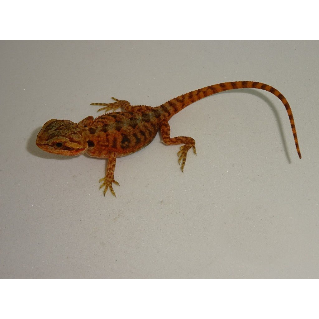HypoRedTranslucentBeardedDragon.jpg Super Hypo Red Translucent Bearded Dragon - Image 1