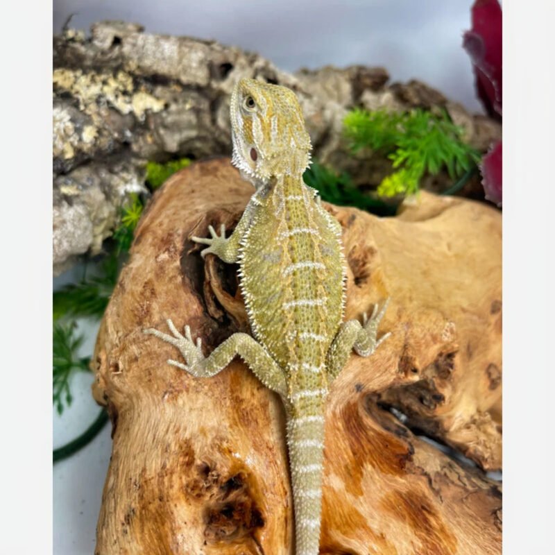 HypoYellowFemaleBeardedDragonForSale