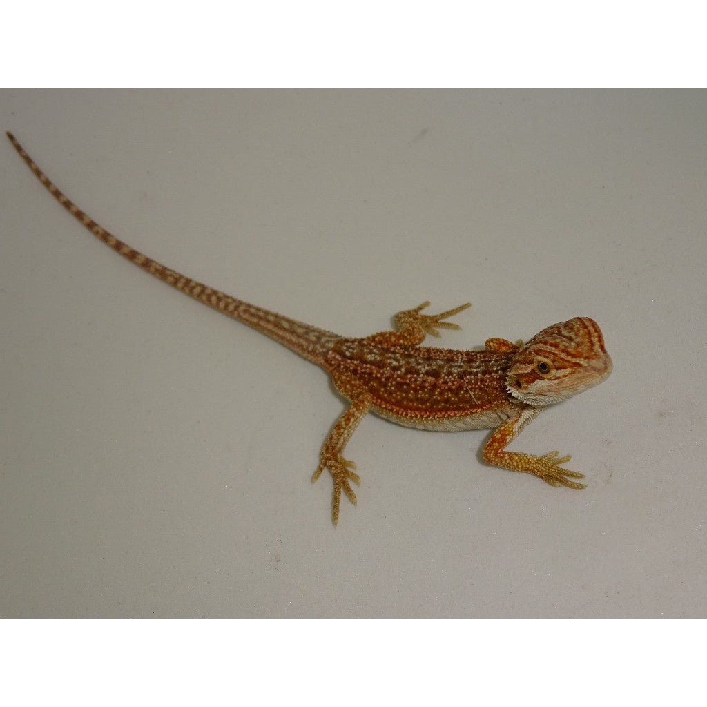 RedDunnerBearded.jpg Red Dunner Bearded Dragons - Image 1