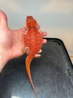 Red Fire & High End Bearded Dragons - Image 3