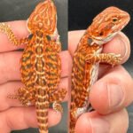 Red Fire & High End Bearded Dragons