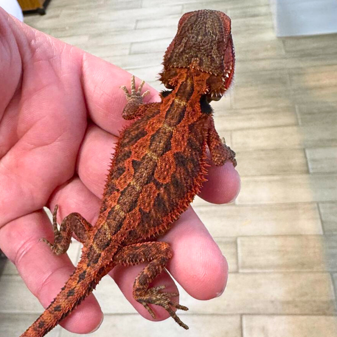 SuperRedFireTranslucentBeardedDragonsForSale.png Super Red Fire Translucent Bearded Dragons - Image 1