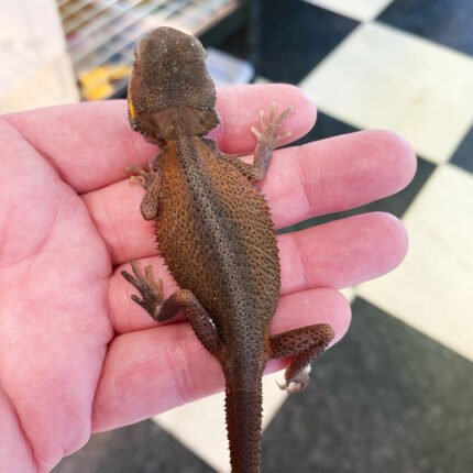 Translucent Witblits Bearded Dragons
