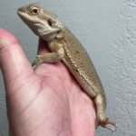 Witblits Bearded Dragons - Image 2