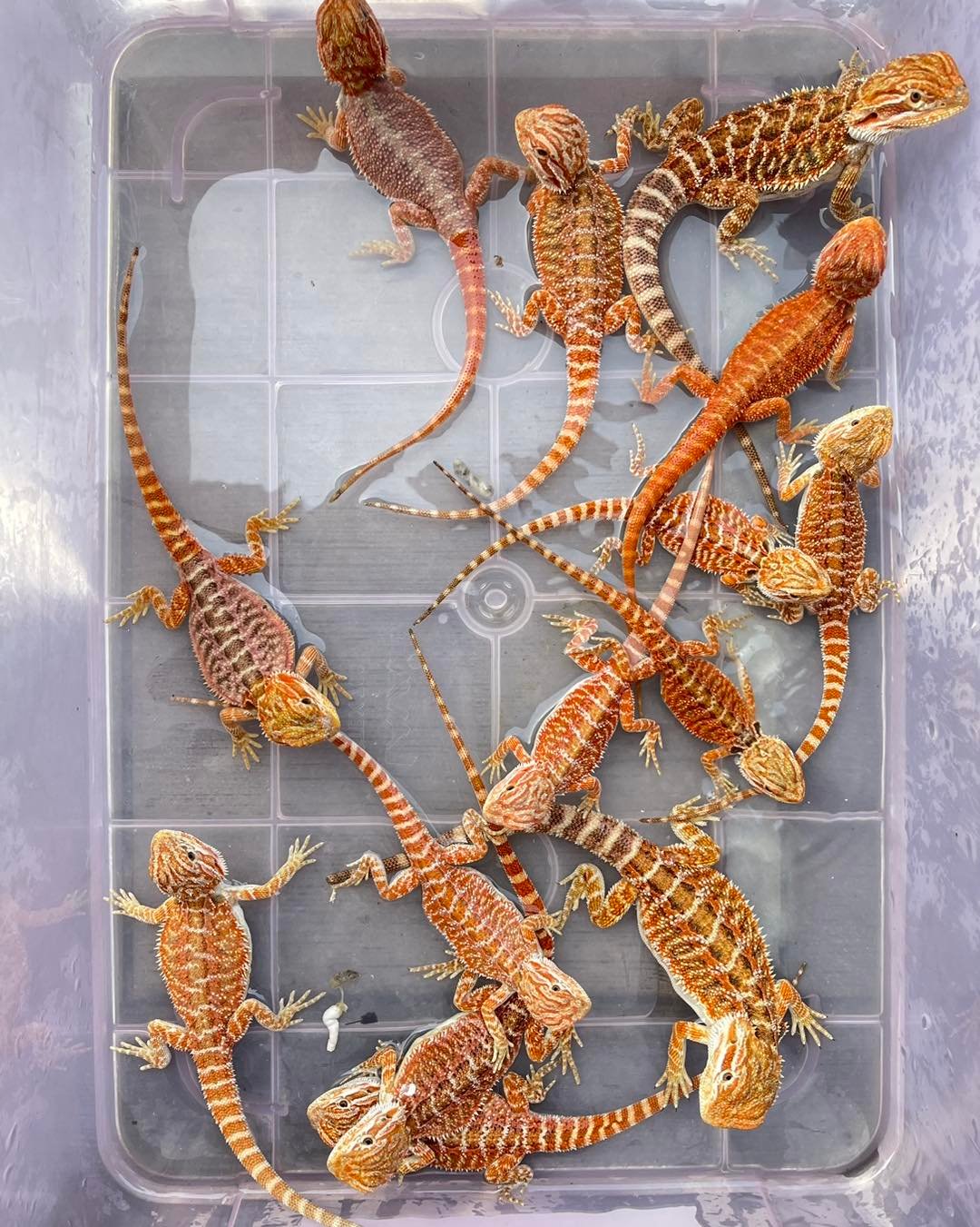 bdhmy 1676598220 3039848652676421897 48134261996