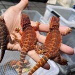 How Big Do Bearded Dragons Get​