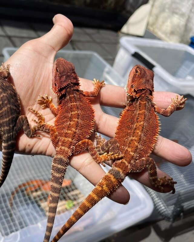 How Big Do Bearded Dragons Get​