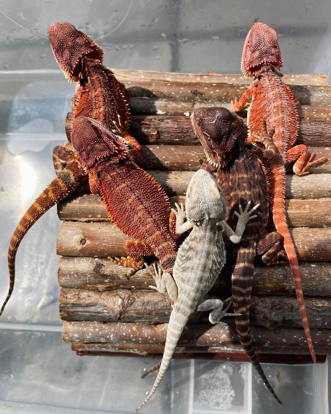 bdhmy 1692415989 3172537715789313843 48134261996