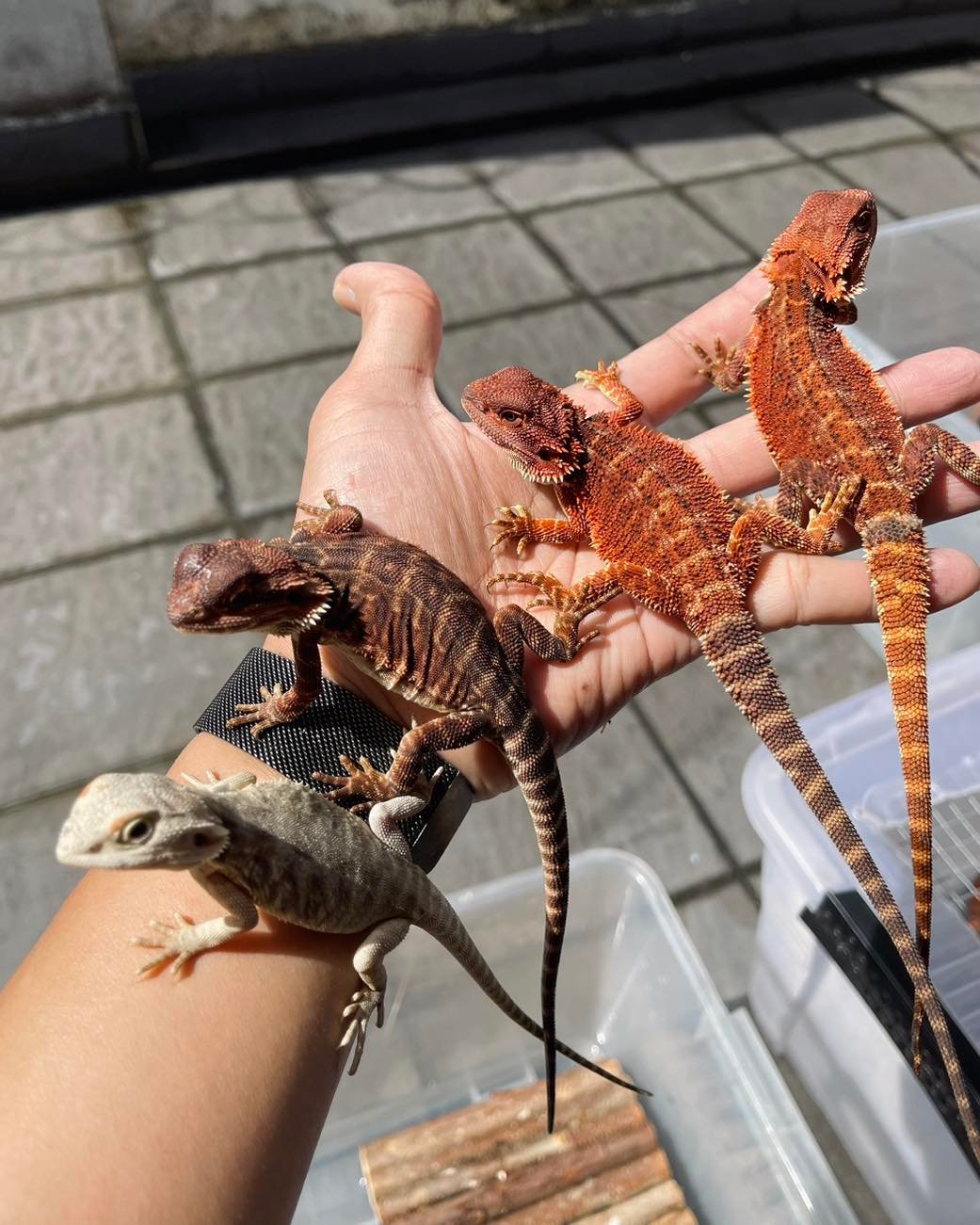 bdhmy 1692415989 3172537715789363846 48134261996