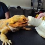 can bearded dragons eat bananas