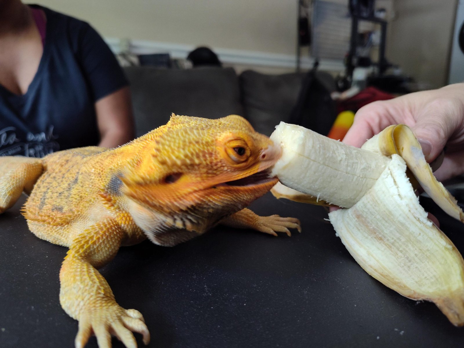 can bearded dragons eat bananas