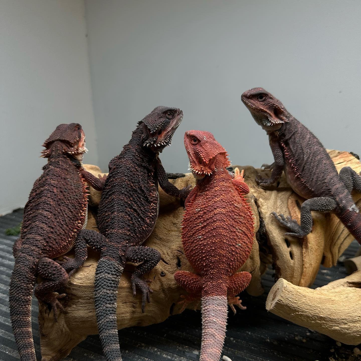 highdesertdragons 1691723085 3166725224719554815 49922588720