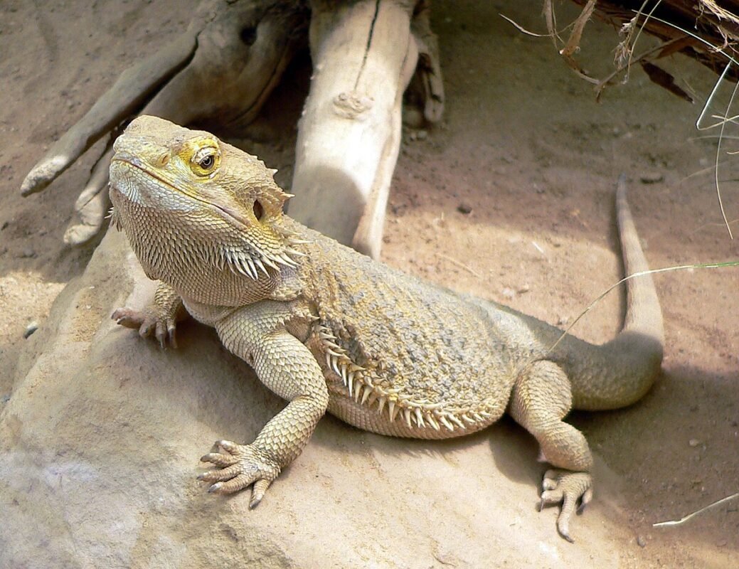 how long do bearded dragons live