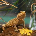Can bearded dragons eat pineapple