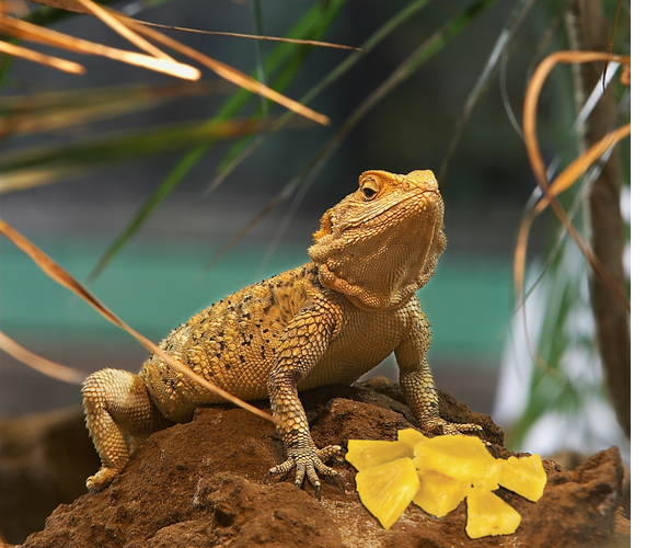 Can bearded dragons eat pineapple