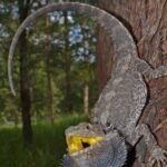 Are bearded dragons venomous