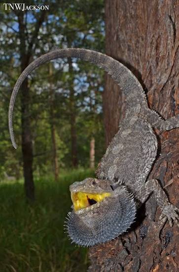 Are bearded dragons venomous